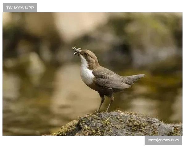 镜头故事:在暴雨中,诺丁汉森林边翼卫坚持送出数十次传中。 镜头故事:在暴雨中,诺丁汉森林边翼卫坚持送出数十次传中。